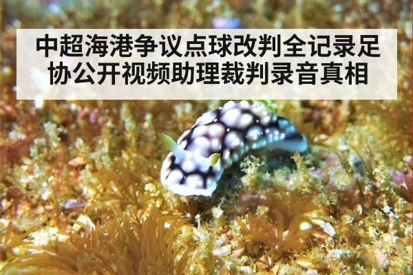 中超海港争议点球改判全记录足协公开视频助理裁判录音真相